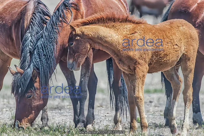 : Wild horses in west desert of Utah : Wild horses in west desert of Utah