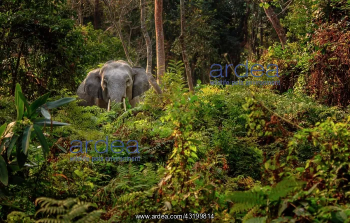 : Wild Indian Elephant (Elephas maximus indicus) in : Wild Indian Elephant (Elephas maximus indicus) in