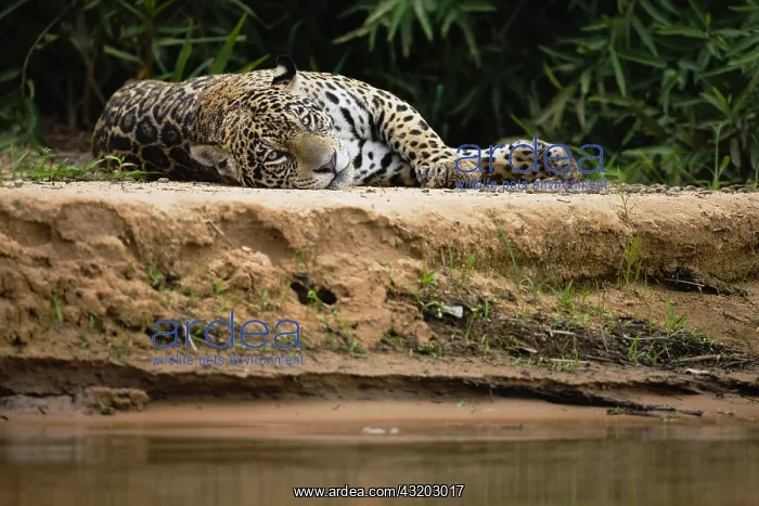 : A wild jaguar (Panthera onca) laying on a sandy : A wild jaguar (Panthera onca) laying on a sandy