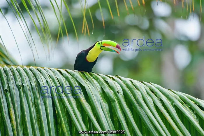 : Wild Keel-billed Toucan : Wild Keel-billed Toucan