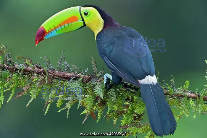 : Wild Keel-billed Toucan : Wild Keel-billed Toucan