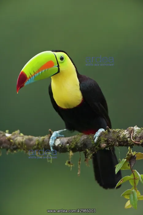 : Wild Keel-billed Toucan : Wild Keel-billed Toucan