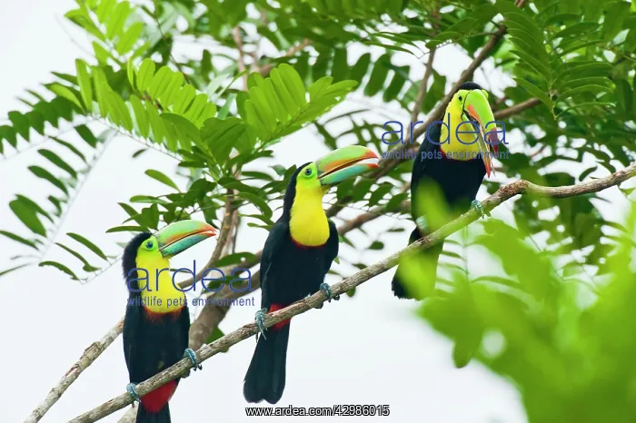 : Wild Keel-billed Toucan : Wild Keel-billed Toucan