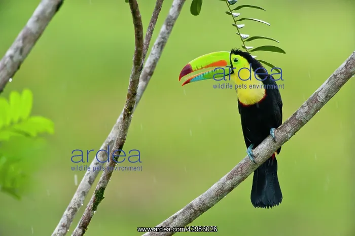 : Wild Keel-billed Toucan : Wild Keel-billed Toucan