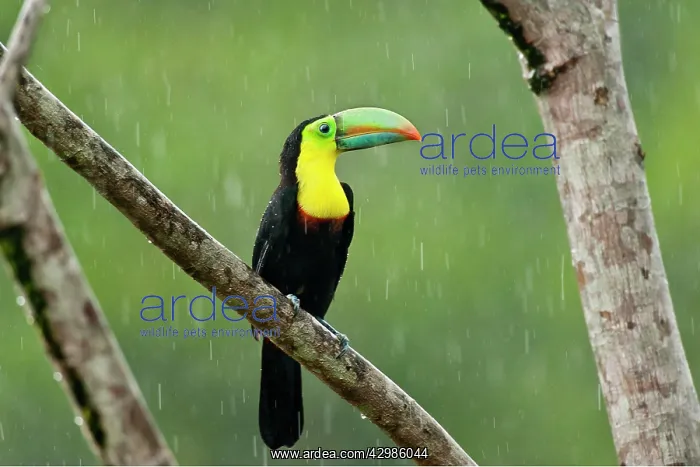 : Wild Keel-billed Toucan : Wild Keel-billed Toucan