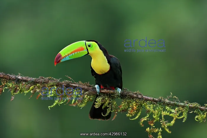 : Wild Keel-billed Toucan : Wild Keel-billed Toucan