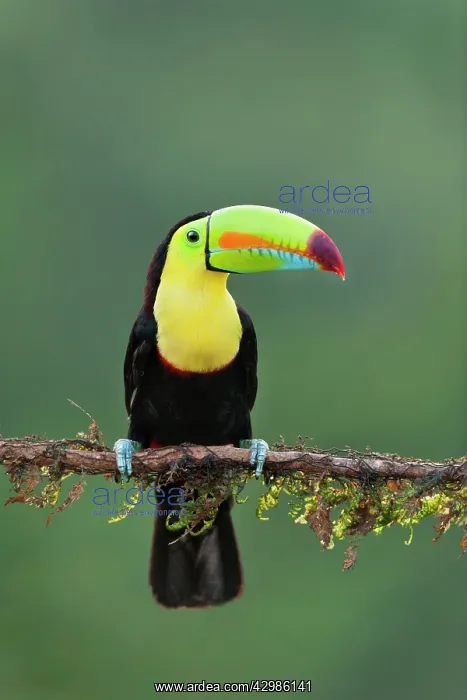 : Wild Keel-billed Toucan : Wild Keel-billed Toucan