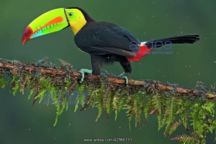 : Wild Keel-billed Toucan : Wild Keel-billed Toucan