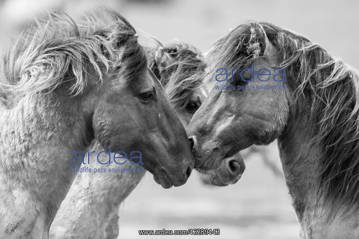 : Two wild Konik Horse (Equus caballus) stallions : Two wild Konik Horse (Equus caballus) stallions