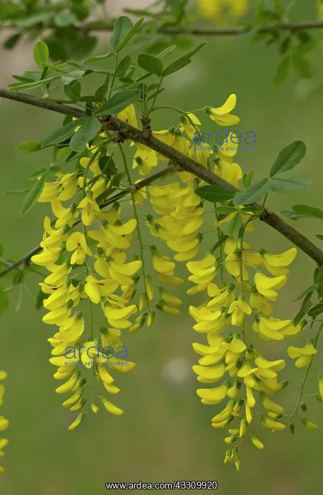 : Wild laburnum - in flower : Wild laburnum - in flower