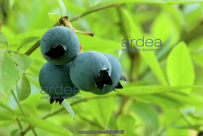 : Wild Lowbush Blueberries : Wild Lowbush Blueberries