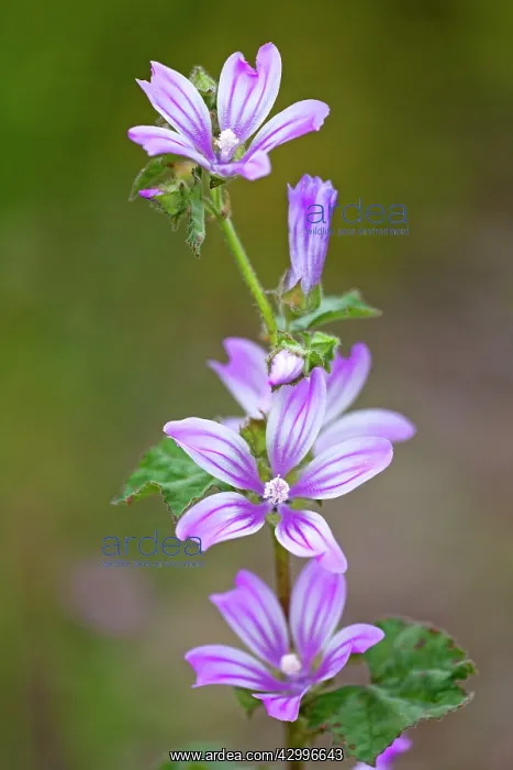 : Wild Mallow Flowers Castro Verde, Alentejo, Portugal : Wild Mallow Flowers Castro Verde, Alentejo, Portugal