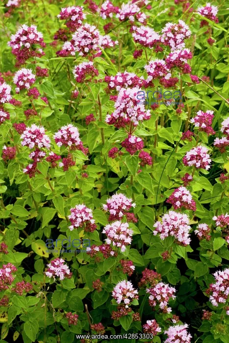 : Wild Marjoram - wild herb, on calcareous soils : Wild Marjoram - wild herb, on calcareous soils