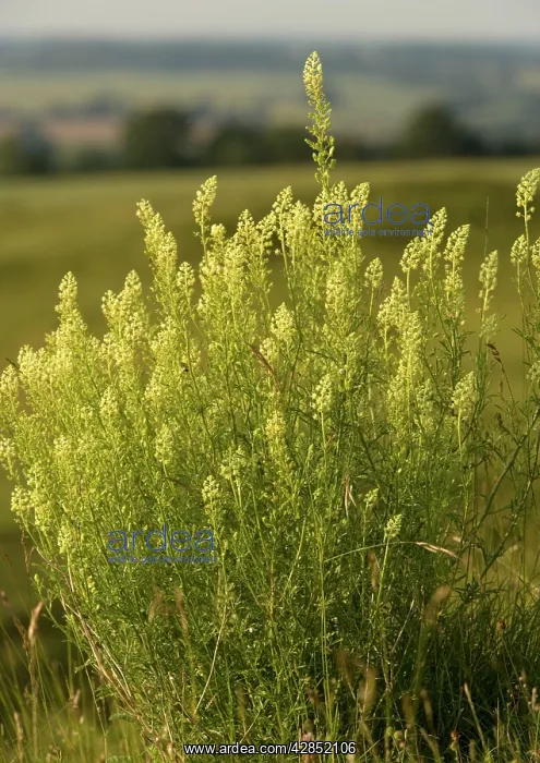 : Wild Mignonette : Wild Mignonette