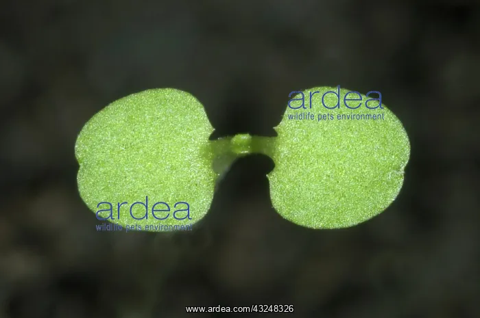 : Wild mint seedling : Wild mint seedling