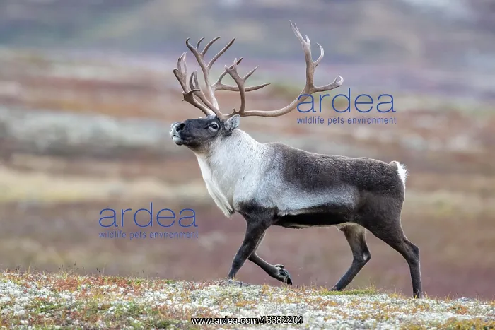 : Wild mountain reindeer (Rangifer tarandus tarand : Wild mountain reindeer (Rangifer tarandus tarand