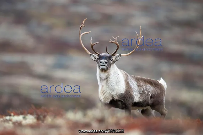 : Wild mountain reindeer (Rangifer tarandus tarand : Wild mountain reindeer (Rangifer tarandus tarand