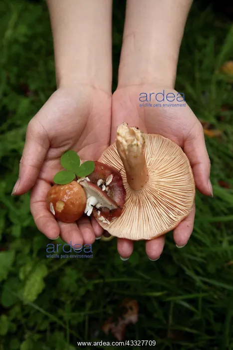 : Wild mushrooms picked up in the forest in : Wild mushrooms picked up in the forest in