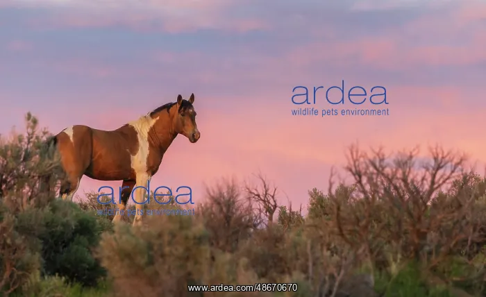 : Wild mustang stallion looks over his territory at dusk : Wild mustang stallion looks over his territory at dusk