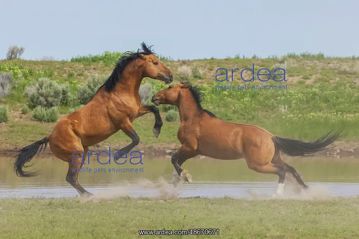 : Wild mustang stallions battle as their bands come together : Wild mustang stallions battle as their bands come together