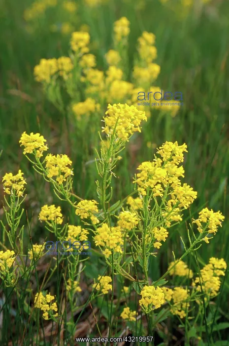 : Wild Mustard : Wild Mustard