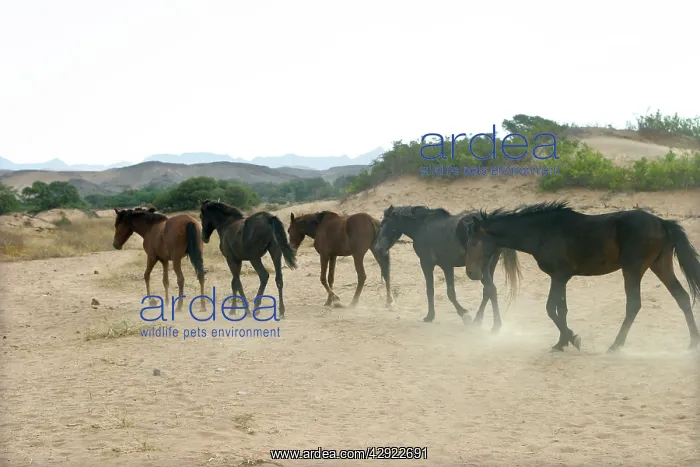 : Wild Namib Horse - group : Wild Namib Horse - group