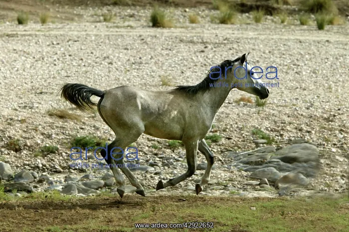 : Wild Namib Horse - running : Wild Namib Horse - running