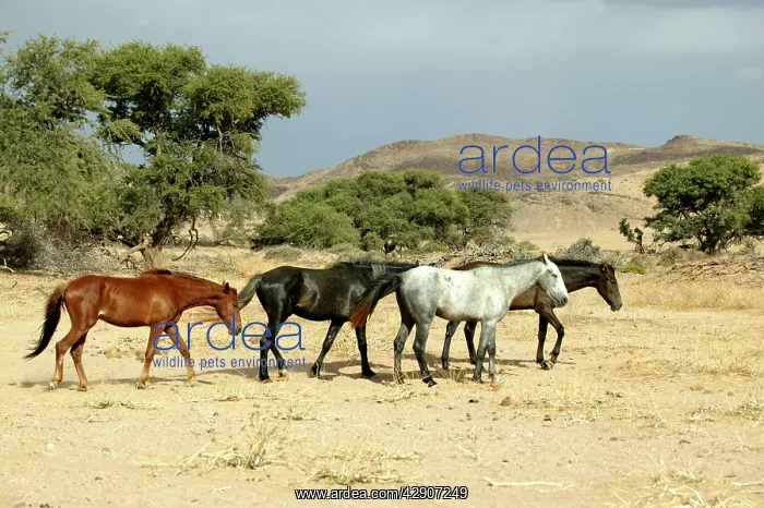 : Wild Namib Horses : Wild Namib Horses