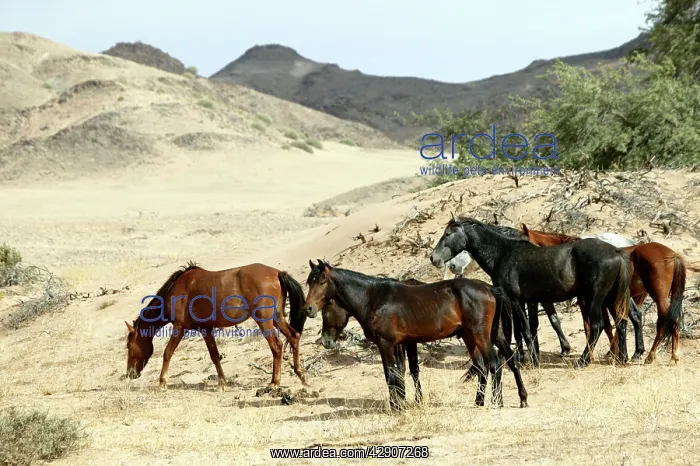 : Wild Namib Horses : Wild Namib Horses