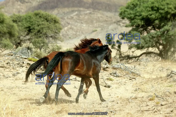 : Wild Namib Horses - two running : Wild Namib Horses - two running