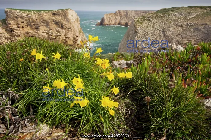 : Wild Narcissi - (in N. bulbocodium group) : Wild Narcissi - (in N. bulbocodium group)