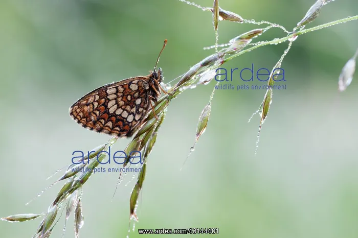 : Wild Oat. Assmann's Fritillary (Melitaea britomartis) resting on Wild Oat (Avena sterilis) : Wild Oat. Assmann's Fritillary (Melitaea britomartis) resting on Wild Oat (Avena sterilis)