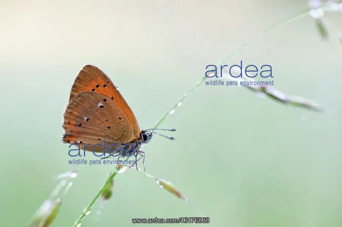 : Wild Oat. Scarce Copper (Lycaena virgaureae) resting on Wild Oat (Avena sterilis) : Wild Oat. Scarce Copper (Lycaena virgaureae) resting on Wild Oat (Avena sterilis)
