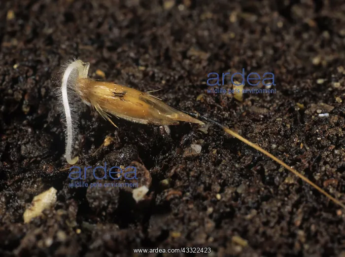 : Wild oat (Avena fatua) seed : Wild oat (Avena fatua) seed