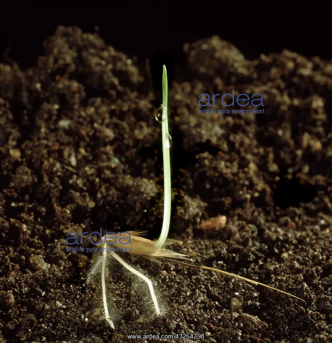 : Wild Oat seedling : Wild Oat seedling