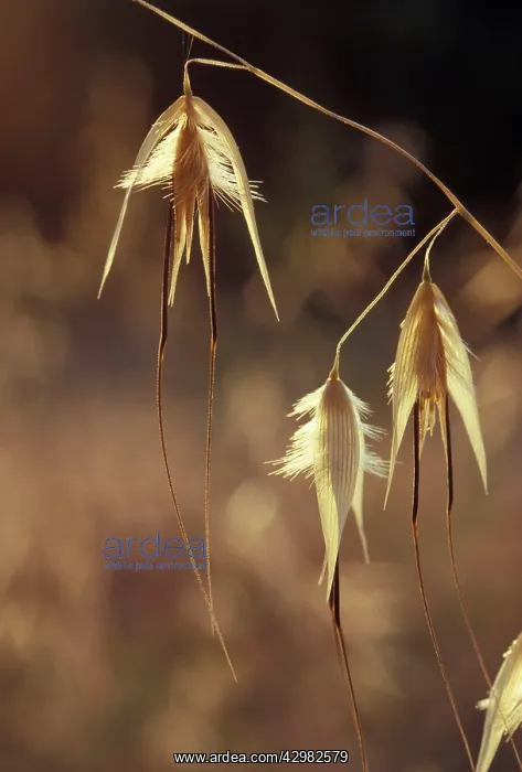 : Wild Oat - Seeds : Wild Oat - Seeds