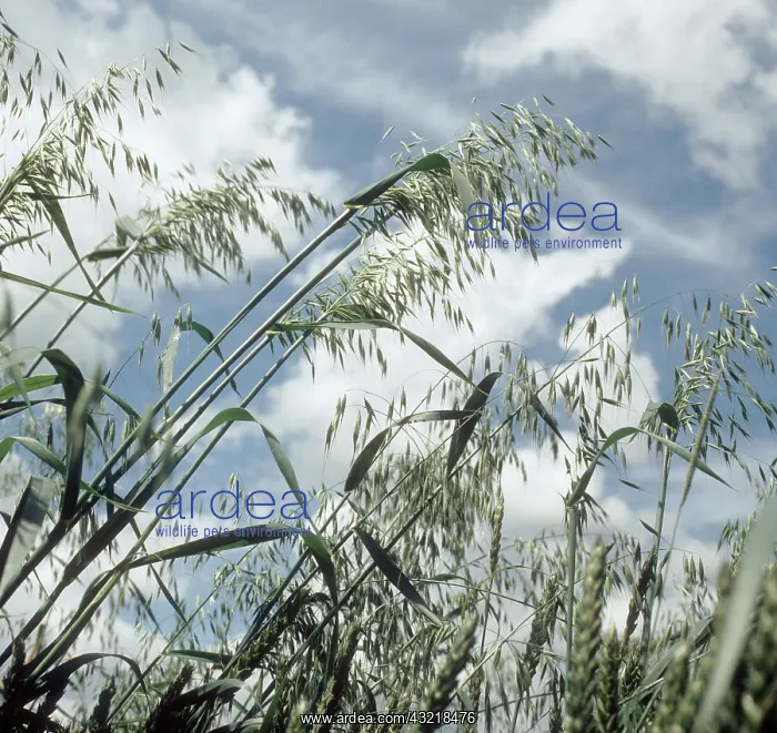 : Wild oats (Avena fatua) panicles against sky and clouds : Wild oats (Avena fatua) panicles against sky and clouds