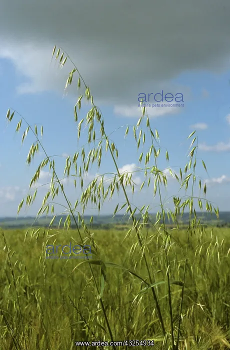 : Wild Oats (Avena fatua) : Wild Oats (Avena fatua)