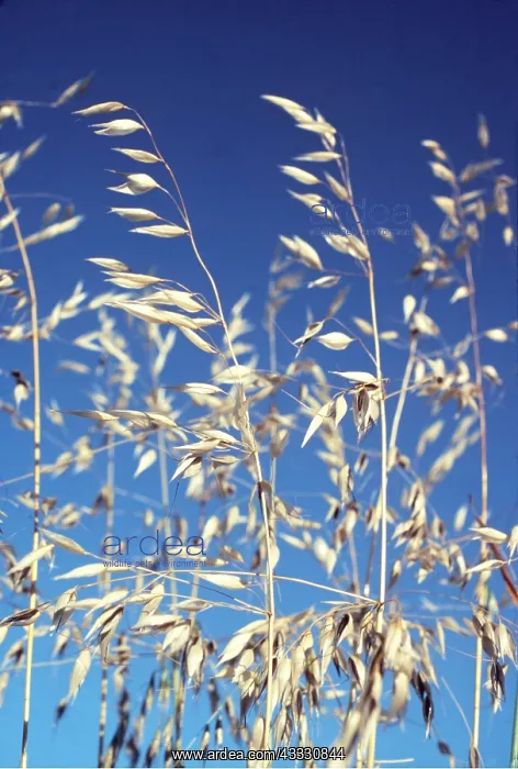 : WILD OATS - Common Weed in grain growing provinces : WILD OATS - Common Weed in grain growing provinces
