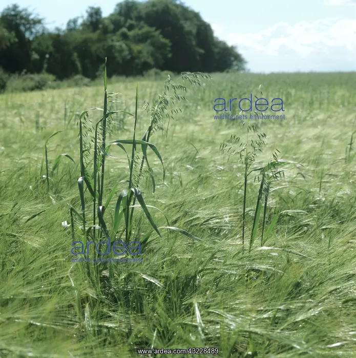 : Wild oats flowering in barley crop : Wild oats flowering in barley crop