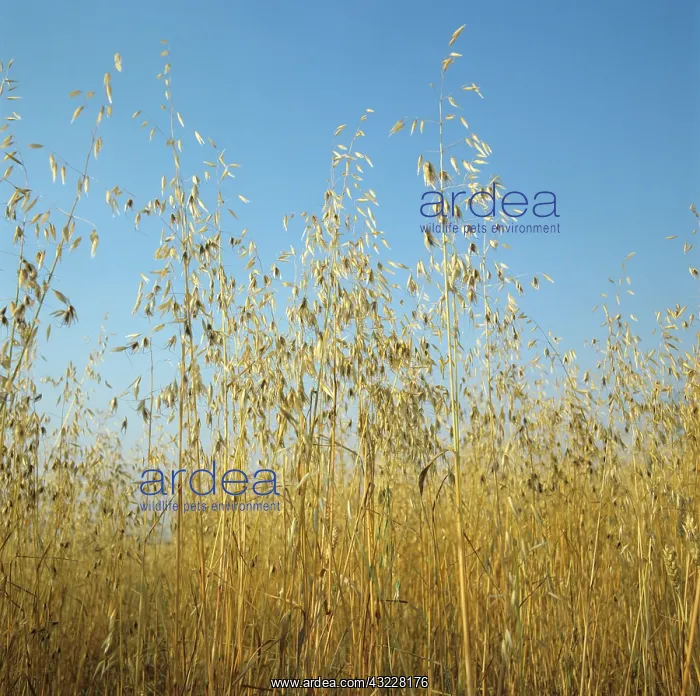 : Wild oats in ripe wheat crop : Wild oats in ripe wheat crop