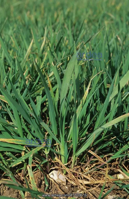: Wild Oats seedling plants in wheat : Wild Oats seedling plants in wheat