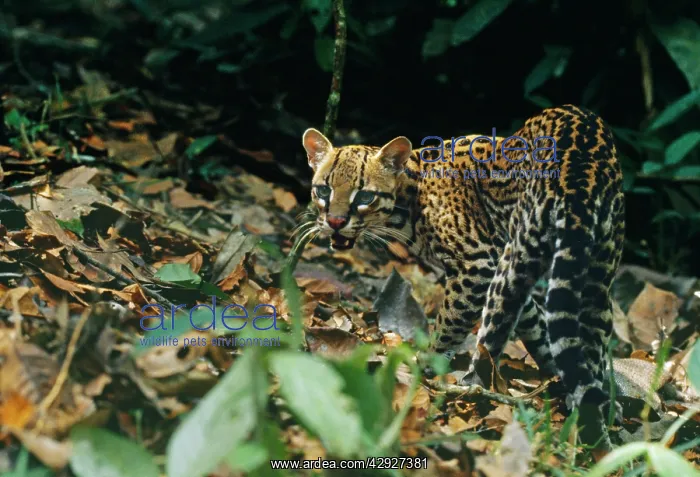 : Wild OCELOT - in rainforest : Wild OCELOT - in rainforest