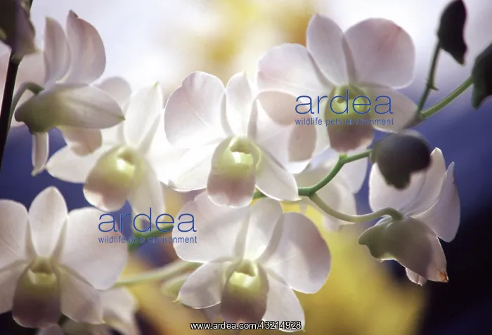 : Wild orchids, Malaysia : Wild orchids, Malaysia