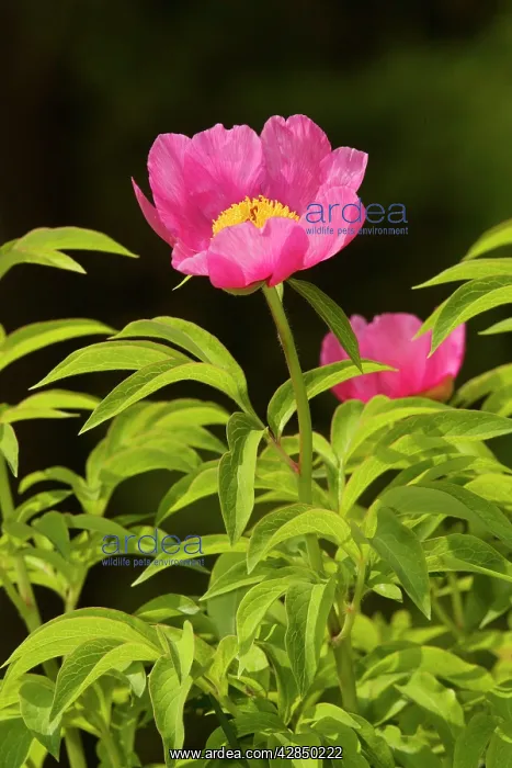 : A wild Paeony : A wild Paeony
