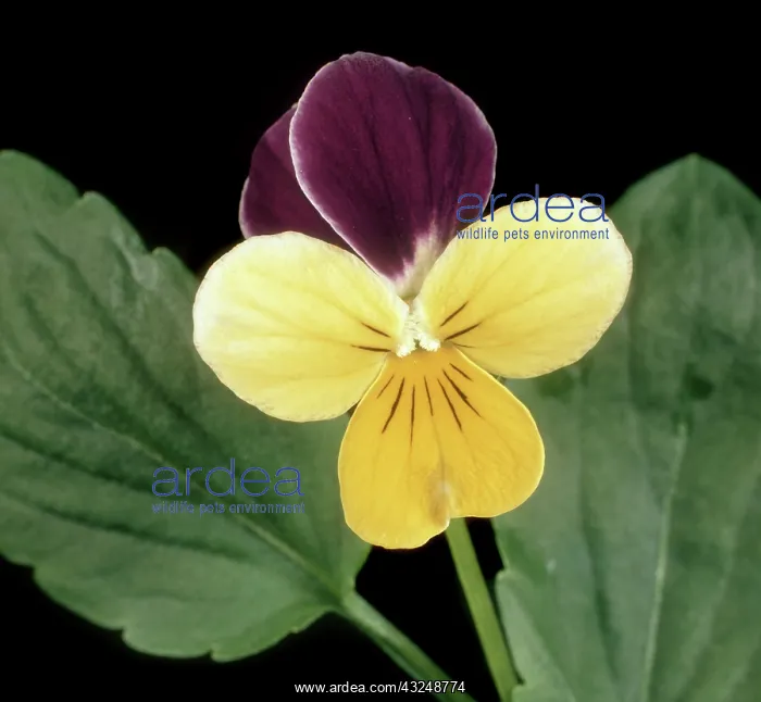 : Wild pansy : Wild pansy
