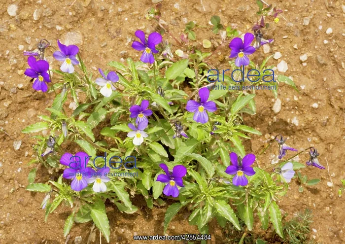: Wild Pansy - attractive colour form : Wild Pansy - attractive colour form