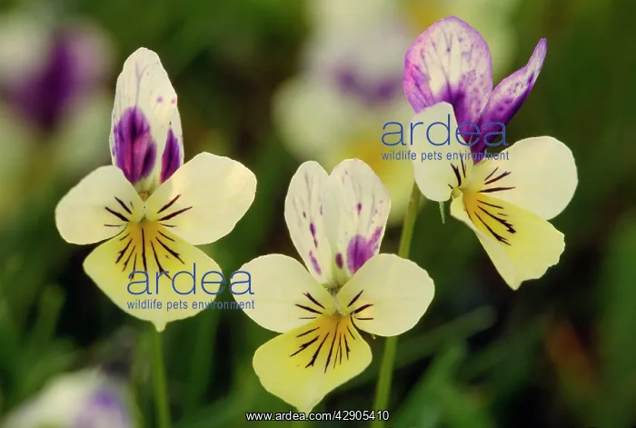 : Wild PANSY - Flowers : Wild PANSY - Flowers