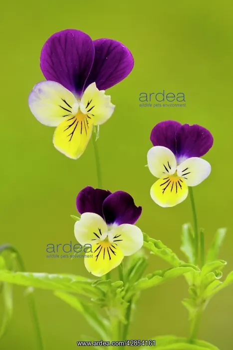 : Wild Pansy or Heartsease : Wild Pansy or Heartsease