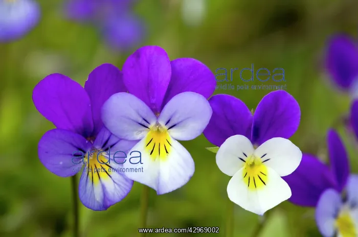 : Wild Pansy or Heartsease - in mountain pasture : Wild Pansy or Heartsease - in mountain pasture